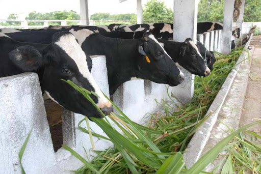 Fomentar el desarrollo de la ganadería, prioridad en Mayabeque.