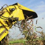 UBPC in Güines streamlined work to stabilize sugar harvest in Mayabeque