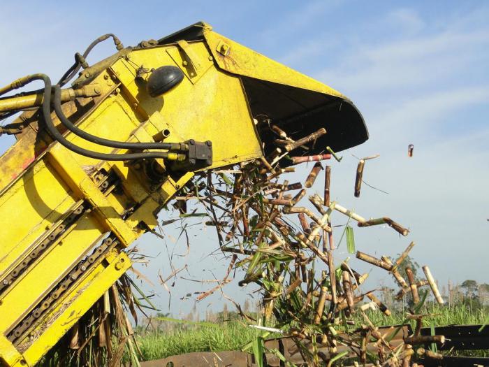 Work is speeded up at the UBPC in Güines to stabilize the sugar harvest in Mayabeque.