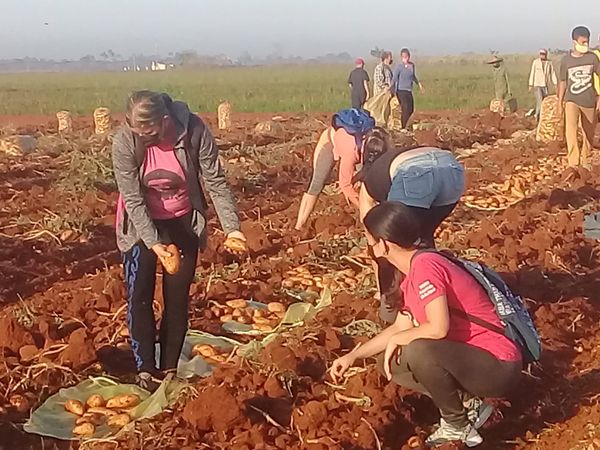 Jornada productiva en Güines saluda aniversario de la UJC y los pioneros.