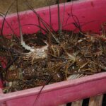 Batabanó fishing industry celebrates its 25th birthday