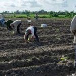 Polos Productivos buscan maximizar eficiencia en la producción de alimentos. Foto: Agencia Cubana de Noticias