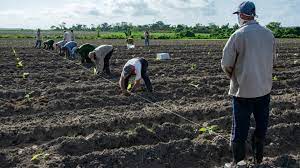 Polos Productivos buscan maximizar eficiencia en la producción de alimentos. Foto: Agencia Cubana de Noticias