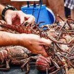 Levante de veda de la langosta, nuevos compromisos para la Empresa Pesquera