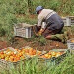 Garantizar la producci&oacute;n de alimentos: prioridad en Bataban&oacute; (+ Audio)