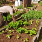 Mayabeque potencia el desarrollo de proyectos agrícolas con inversión extranjera.