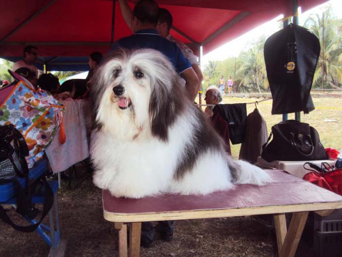 Comenzó en Cuba exposición internacional de perros de todas las razas.