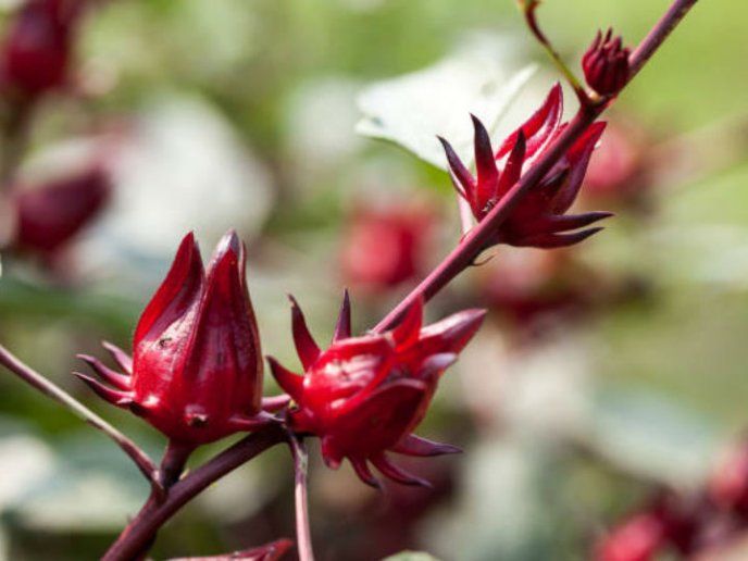 Examinarán cultivo y desarrollo de la Flor de Jamaica.