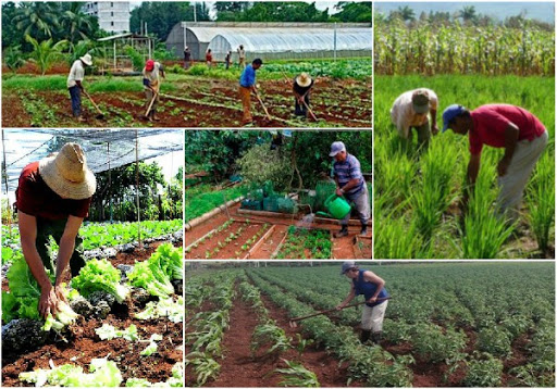 Producción de alimentos.