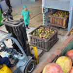 Inició procesamiento del mango en Fábrica de Conservas de Batabanó