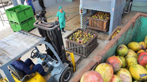 Inició procesamiento del mango en Fábrica de Conservas de Batabanó.