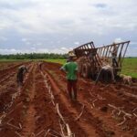 Culminó en Cooperativa Amistad Cuba-Cambodia corte de caña