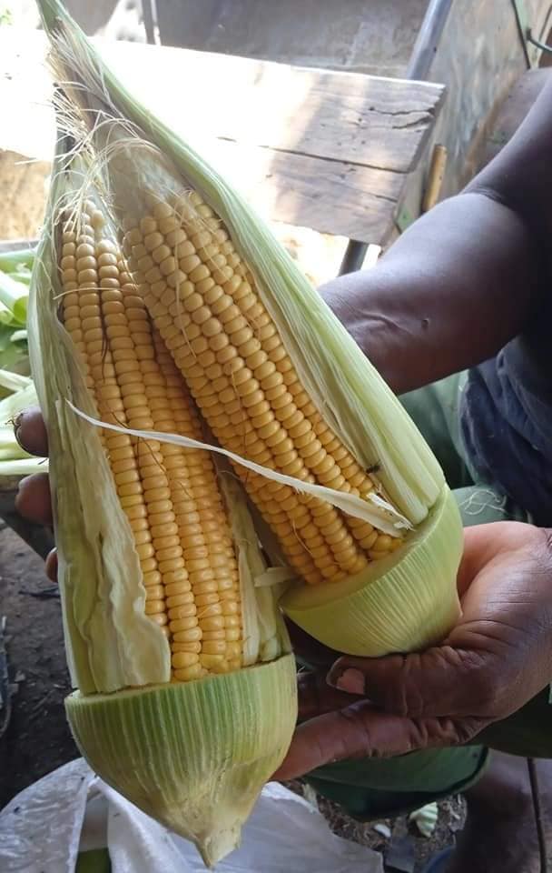 Potencian agricultura sostenible en Jaruco.