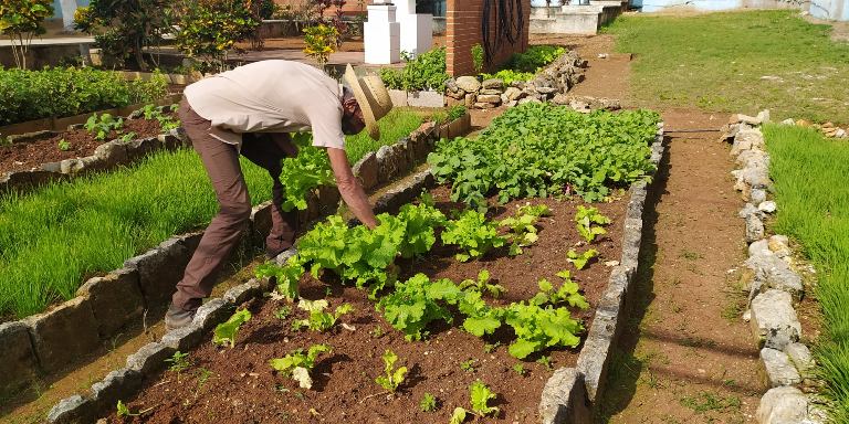 Más de 1 600 hectáreas están programadas para cultivar granos, viandas y hortalizas.