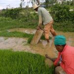 Experimentarán productores de Jaruco con nueva variedad de arroz.