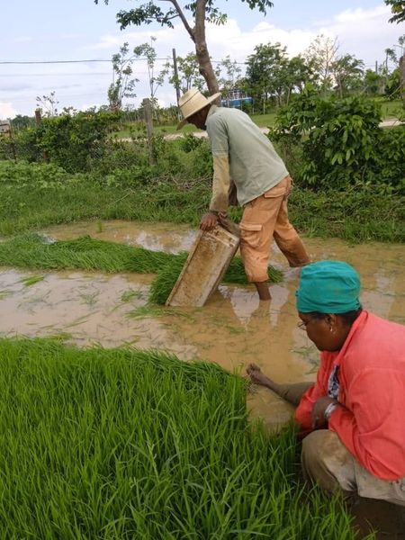 Experimentarán productores de Jaruco con nueva variedad de arroz.