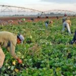 Trabajar cada día más para incrementar la producción de alimentos.