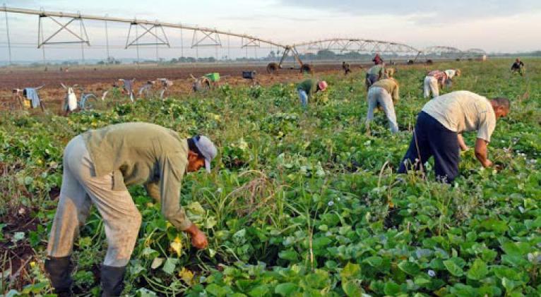 Trabajar cada día más para incrementar la producción de alimentos.