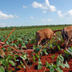 Realizan en Jaruco visitas técnicas para mejorar producción agrícola.