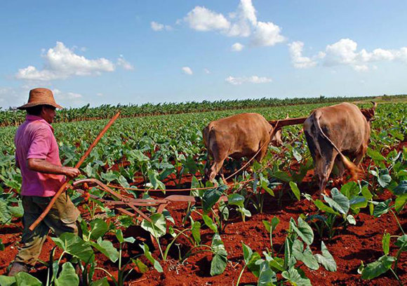 Realizan en Jaruco visitas técnicas para mejorar producción agrícola.