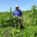 La siembra de plantas proteicas para la alimentación animal hace posible la recuperación del sector.
