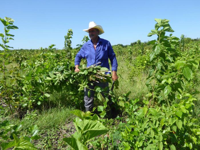 La siembra de plantas proteicas para la alimentación animal hace posible la recuperación del sector.