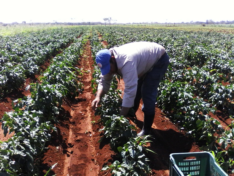 Al tiempo que producen caña de azúcar, también diversifican surtidos en las plantaciones agrícolas. Foto: Archivo