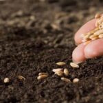 Promueven nuevos proyectos en biof&aacute;brica de semillas primera empresa mixta de Mayabeque (+ Audio)