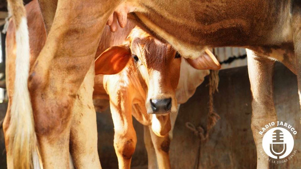 Participan mineros de Jaruco en proyecto de producción de alimento animal.