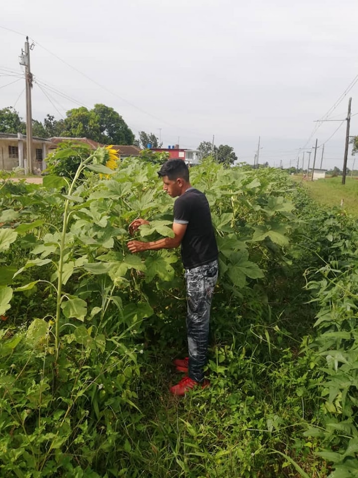 Joven de Jaruco encuentra su pasión en la agricultura.