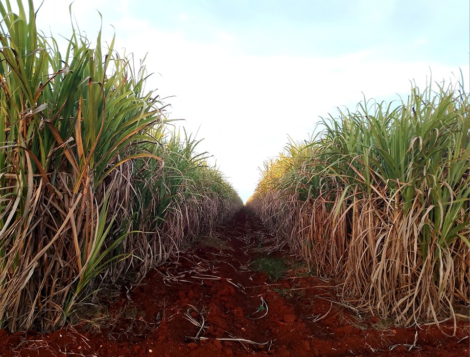 Implementan cañeros de Jaruco norma de protección a plantaciones.