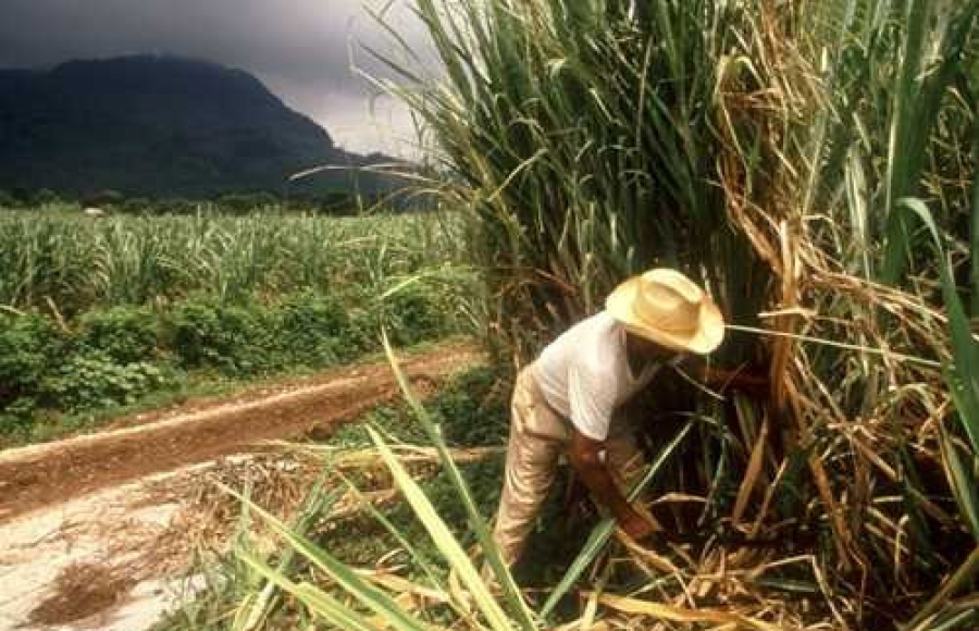 Sector azucarero en Madruga ejecuta acciones para mejorar condiciones de trabajo.