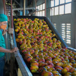 Concluye molienda de mango en fábrica de conservas de Batabanó