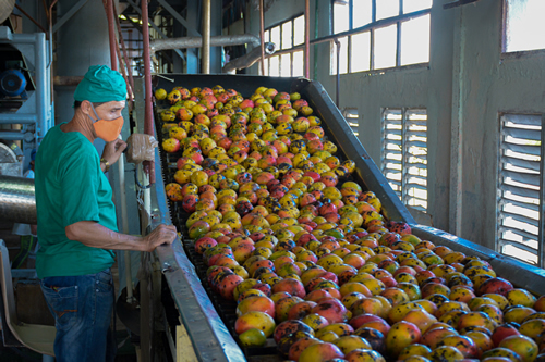 Molienda de mango en fábrica de conservas foto: Radio Nuevitas