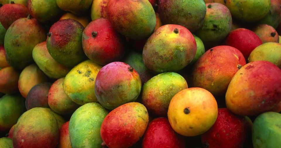 Finalizó en cooperativa Cuba-Cambodia cosecha del mango. Foto: Facebook