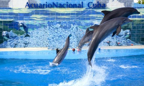 Promueve Acuario Nacional actividades para período veraniego.