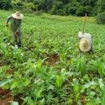 Agricultores a favor de la producción de alimentos