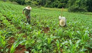 Agricultores a favor de la producción de alimentos