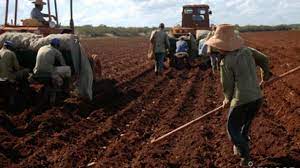 Llaman a impulsar tareas agrícolas en Madruga. Foto: Archivo