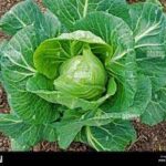 Etapa recuperativa en la agricultura