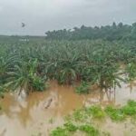 Las mayores afectaciones del territorio se encuentran en campos de cultivos. Foto: Radio Mayabeque