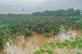 Las mayores afectaciones del territorio se encuentran en campos de cultivos. Foto: Radio Mayabeque
