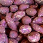 Avanza en Empresa Agropecuaria de Madruga producción agrícola