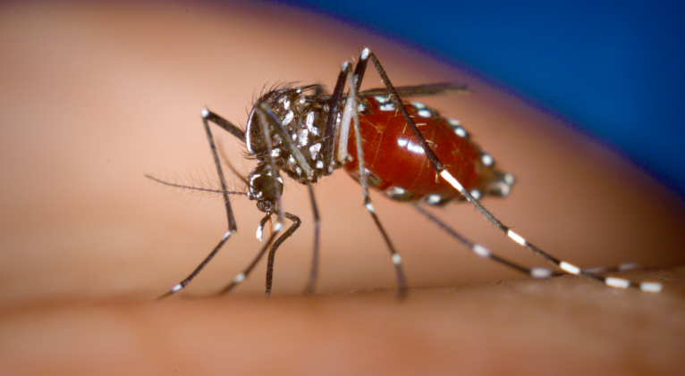 Todos contra el dengue.