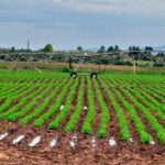 Diversifican producciones en Empresa Agropecuaria de Nueva Paz