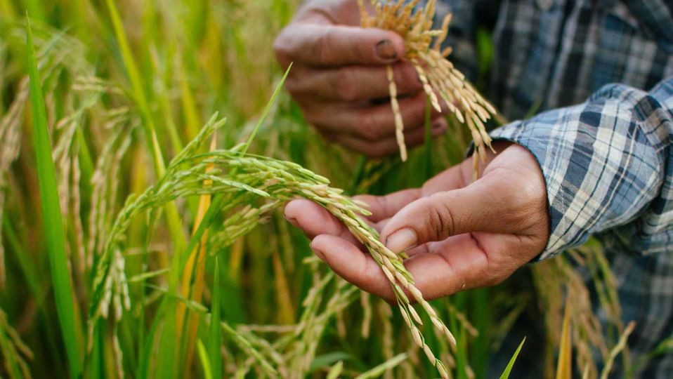 Plantará productora de Jaruco arroz de ciclo corto. Foto: Facebook