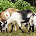 Contribuci&oacute;n al desarrollo de la cadena de valor de ganado menor en Cuba