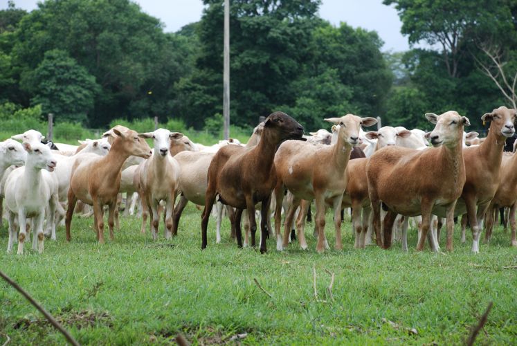 Proyectos internacionales fomentan la producción de alimentos en Mayabeque