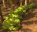 Avanza programa para el cultivo del plátano en cooperativa de Mayabeque