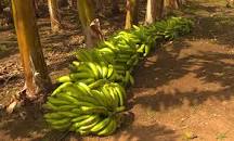 Avanza programa para el cultivo del plátano en cooperativa de Mayabeque